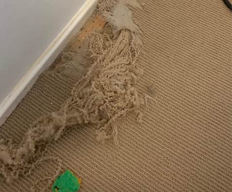  Emergency Water Damaged Carpet Repair Adelaide