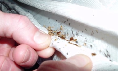 Mattress dust mite removal