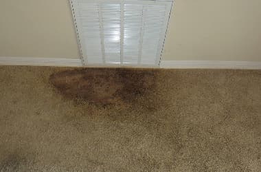 Mould And Fungal Spot Removal