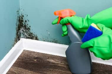Mould And Fungal Spot Removal