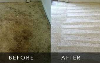 Steam Carpet Cleaning Service